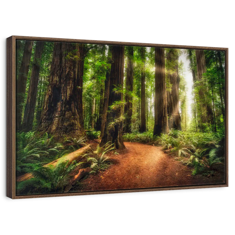 Lever de soleil au parc d'État Jedediah Redwoods, 46 po x 31 po, Cadre flottant noyer