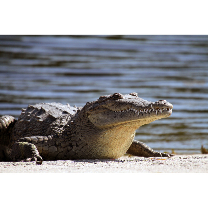 American Crocodile by GriffinGillespie - Wrapped Canvas Print, 81cm H x 122cm W