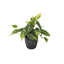 Live Brazil Philodendron Plant in Classic Pot-49662238