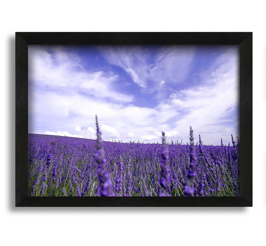 Gerahmter Fotodruck Lavender Field In The Sky