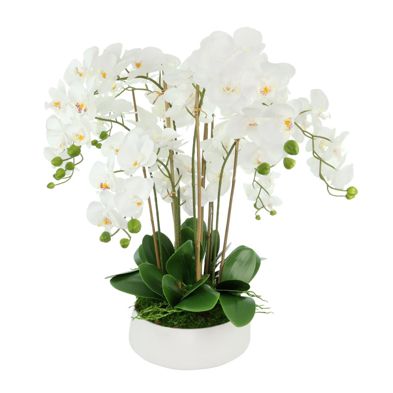 Arrangement d'orchidées dans un vase rond en céramique