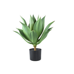 Agave 56cm Plant