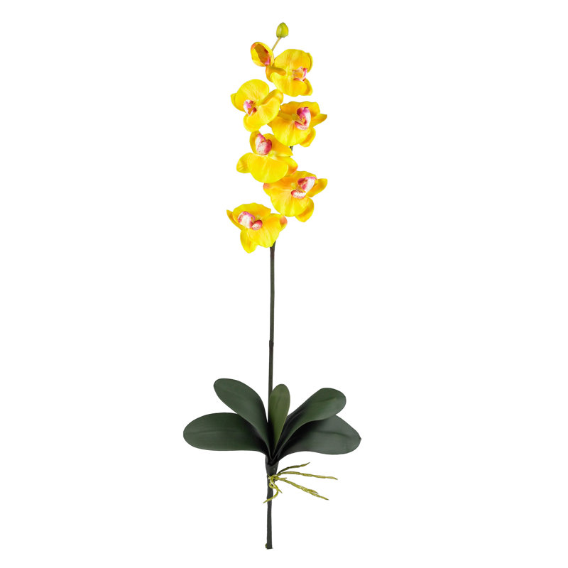 Orchid Arrangement, Yellow