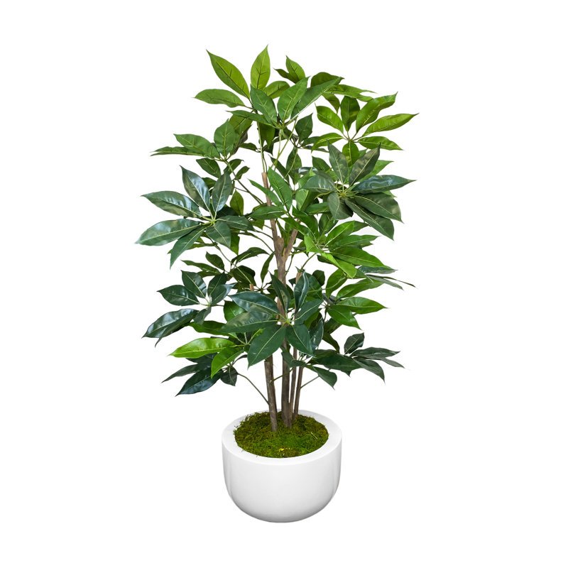 Pot à fleurs en fibre de pierre organique moderne 5 pi Schefflera
