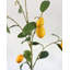 Faux Lemon Branch