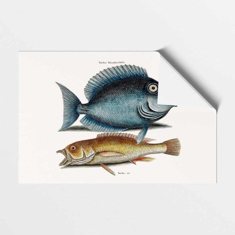 Tang Fish & Yellow Fish by Mark Catesby - Frameless Print, 42 cm H x 59.4 cm W