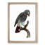 Grey Parrot Perched by F. Levaillant - Picture Frame Painting Print-55609138-55609140