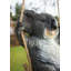 Crookston Weather Resistant UV Resistant Plastic Garden Statue