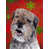 Border terrier 2