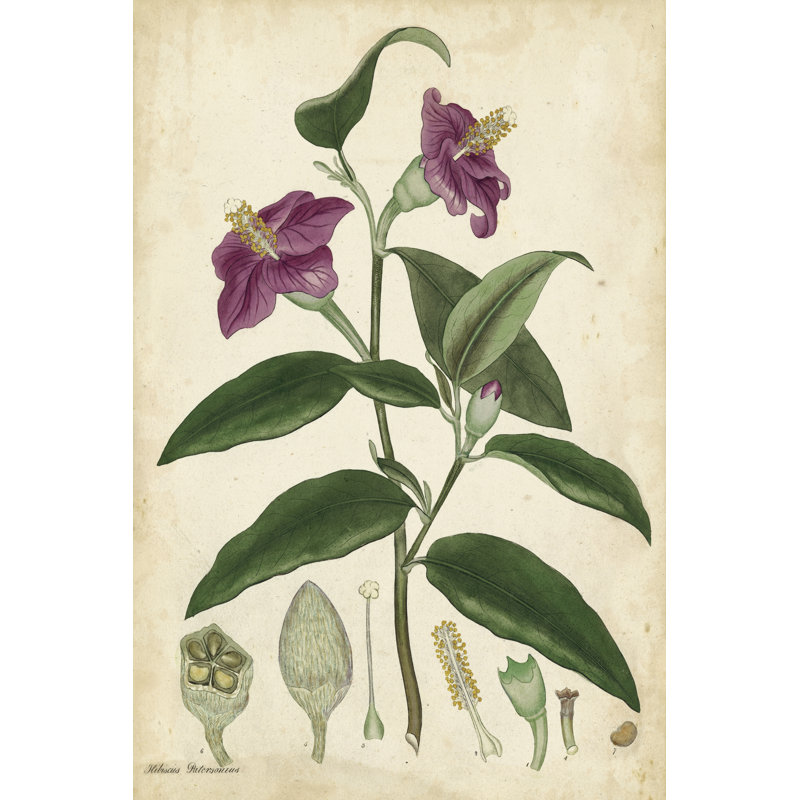 Antique Hibiscus 1 Piece Wrapped Canvas Painting, 30cm H x 20cm W x 3.8cm D