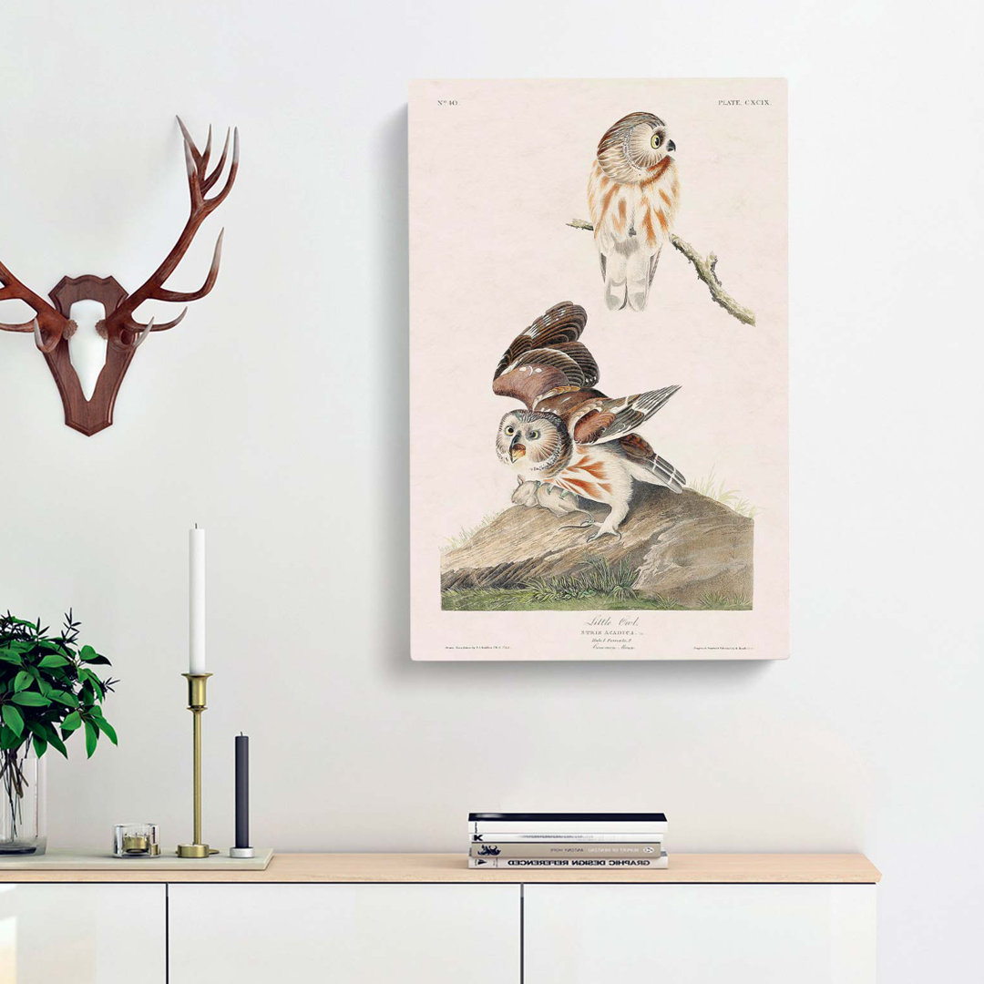 Little Owls by John James Audubon - Wrapped Canvas