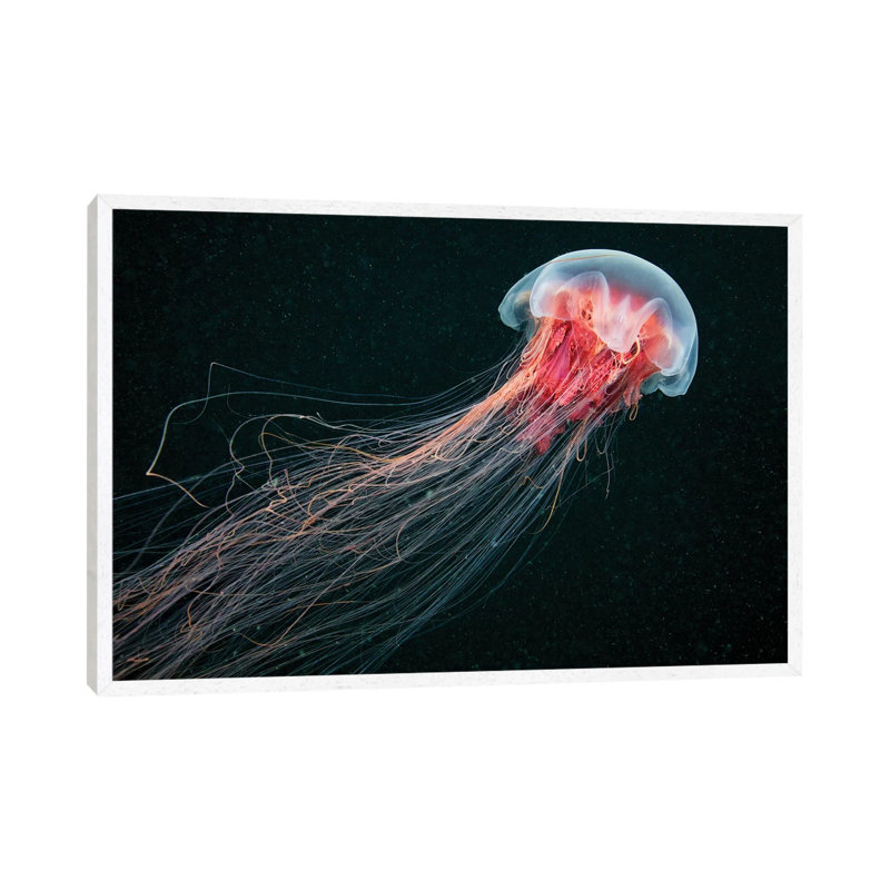 Longtail by Alexander Semenov - Print on Canvas, 45.72cm H x 66.04cm W x 3.81cm D, White Floater Framed