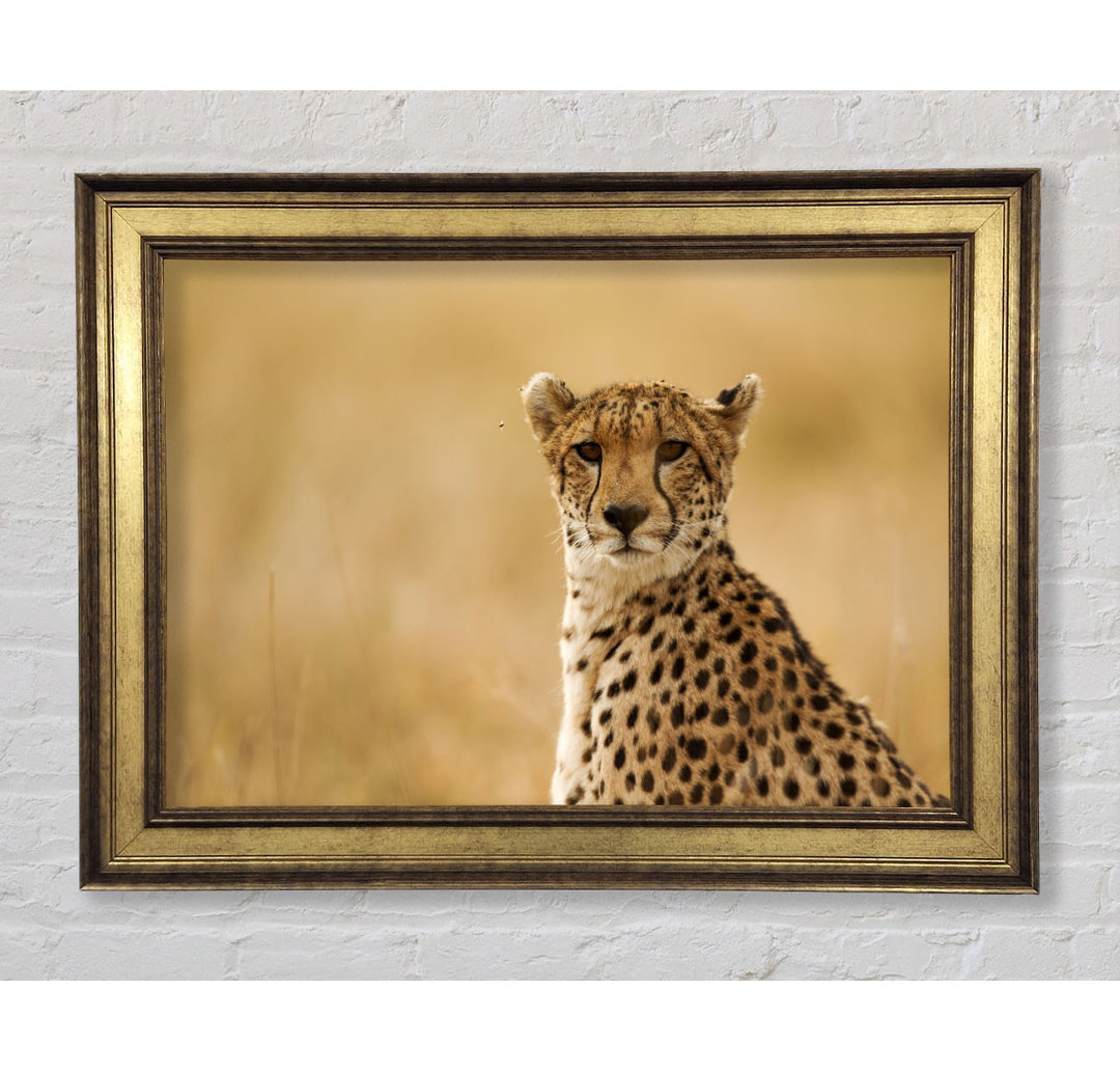 Cheetah Beauty - Bilderrahmen Kunstdrucke