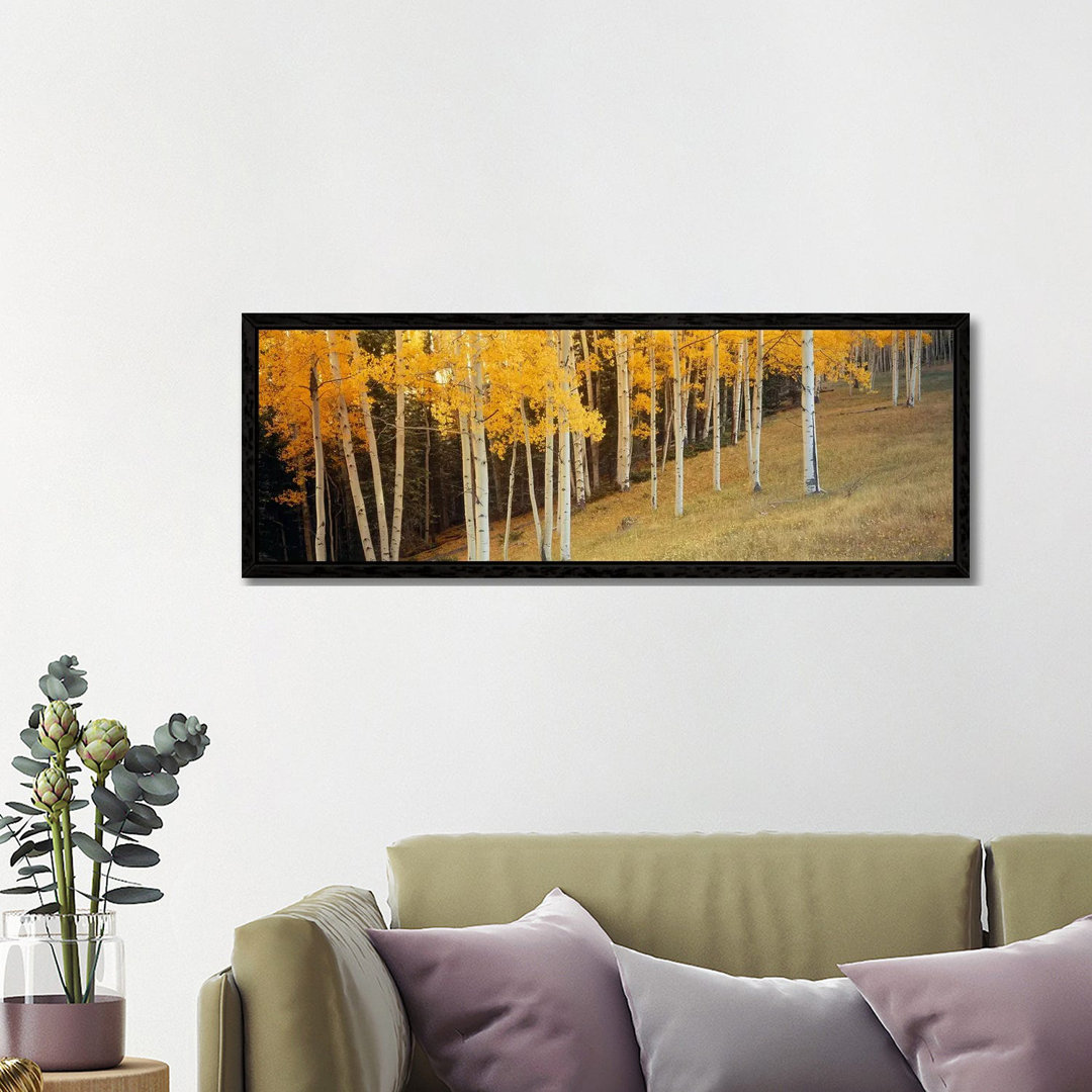 Aspen Trees In A Field, Ouray County, Colorado, USA von Panoramic Images - Floater Frame Panoramic Gallery-Wrapped Canva...