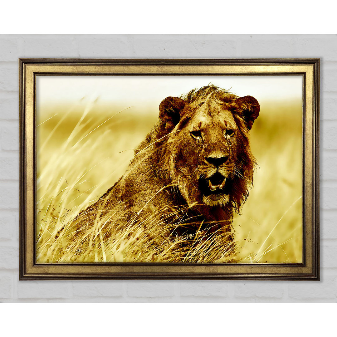 Lion Watching Out For Dinner - Einzelner Bilderrahmen Kunstdrucke