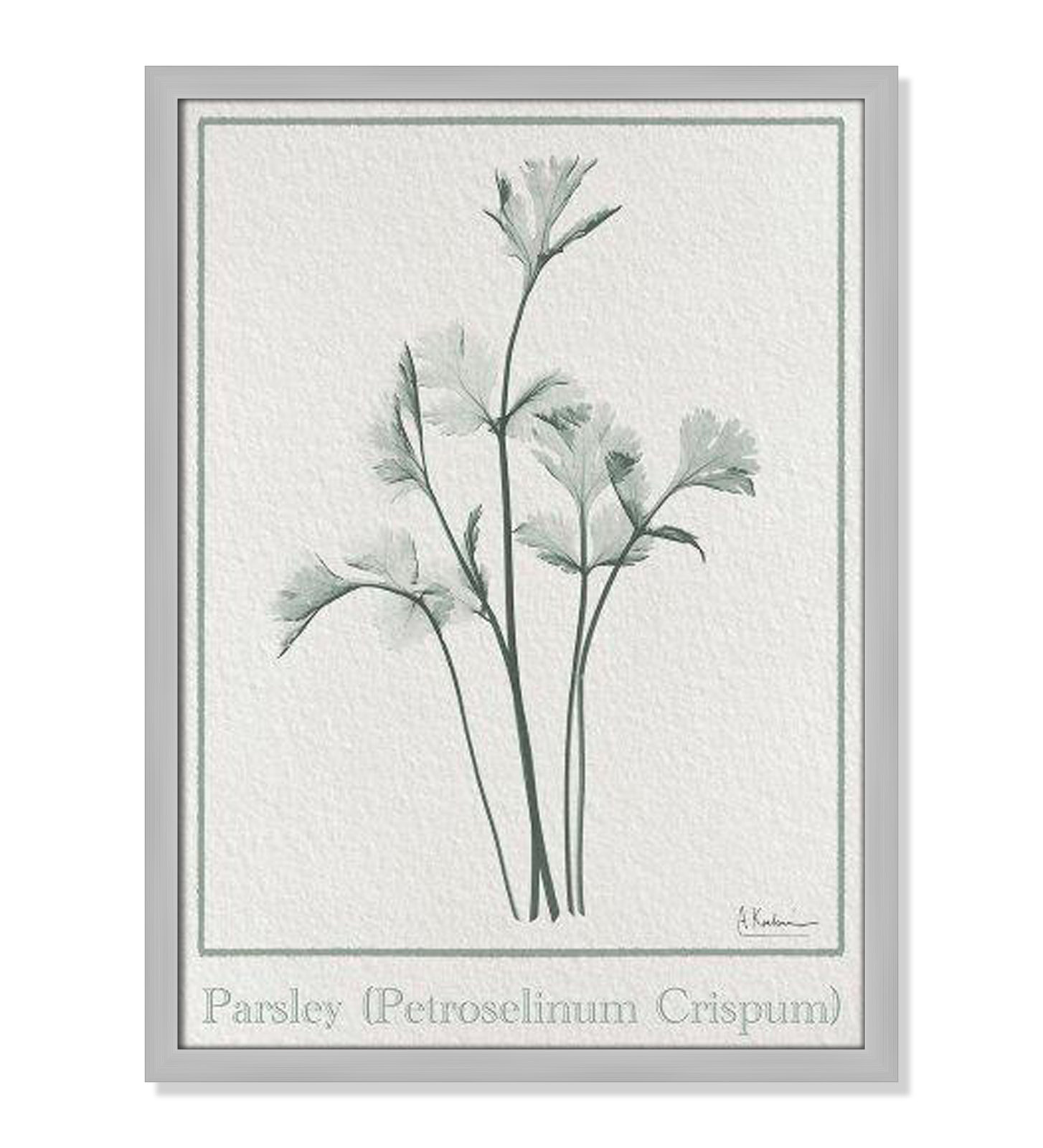 Jeanette "Parsley II" Print by Albert Koetsier, 23" H x 17" W x 1.25" D, Matte Silver Framed Paper