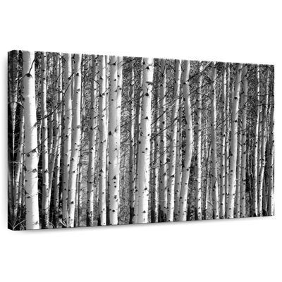 Forêt de bouleaux Harnek Banff