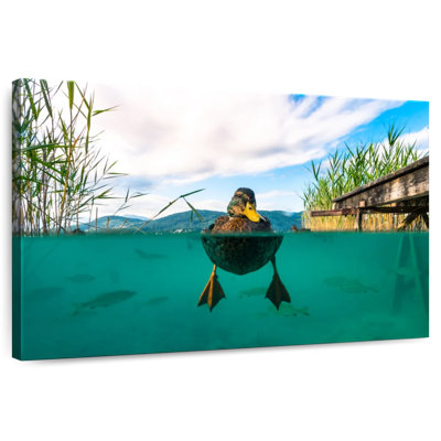 Crowle Duck sous l'eau