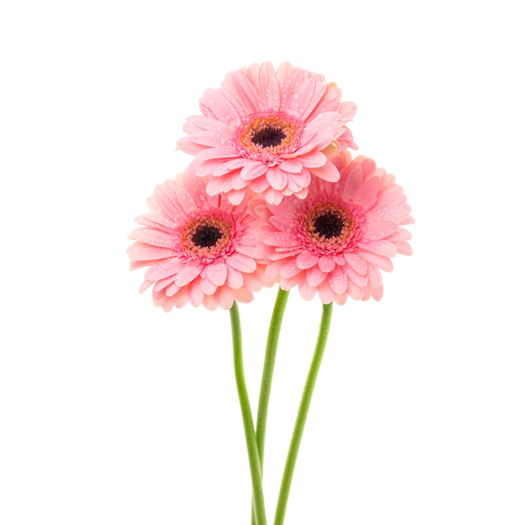 Drei rosafarbene Blumen von Lukzs - Foto auf Leinwand