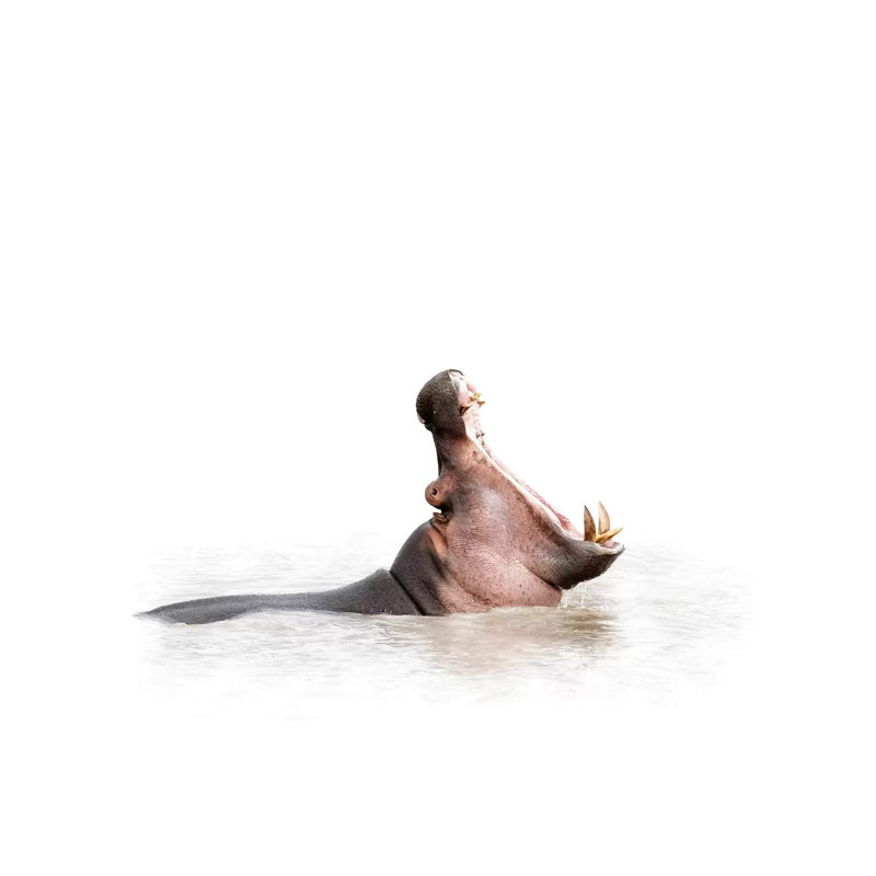 Hippo Mouth Wide Open Isolated On White by Susan Richey - Gallery-Wrapped Canvas Giclée on Canvas, Wrapped Canvas