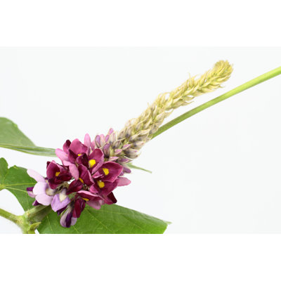 Flower of the Kudzu - Photographie sur toile tendue