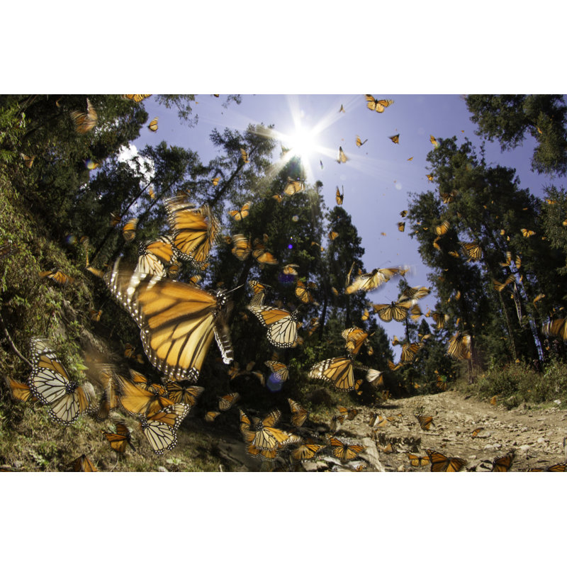 " Monarch Butterfly ", 8" H x 12" W  