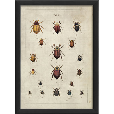 Impression encadrée Beetles