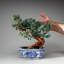 Genuine Green Aventurine Gemstone Bonsai Tree in Square Porcelain Pot (10.5")