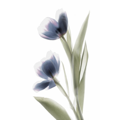 Xray Tulip V - Wrapped Canvas Painting