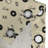 East Urban Home Music Grommet Curtain Decorative 2-Panel Window Drapes, 50" Cream Black-106379359