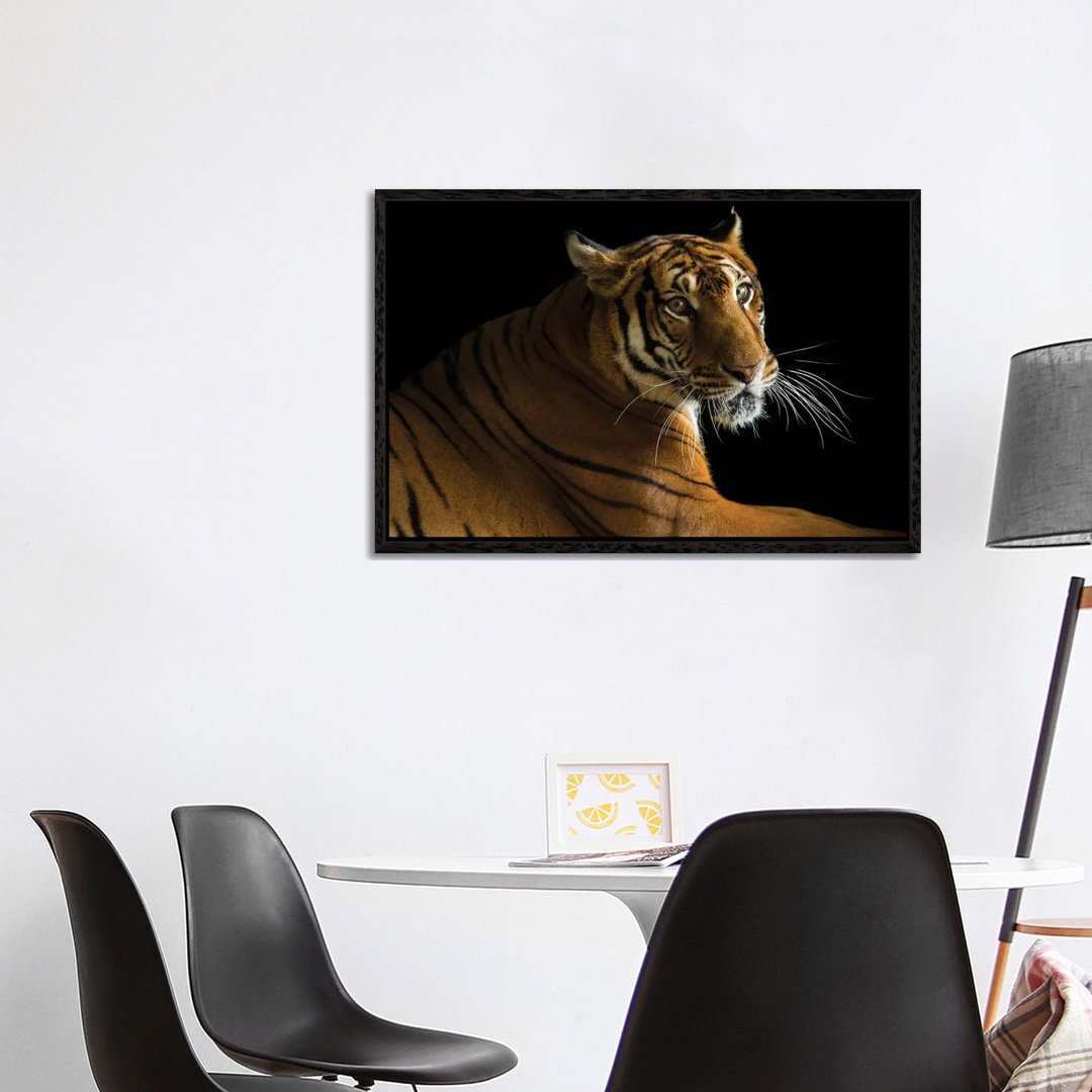 A Critically Endangered Female South China Tiger At The Suzhou Zoo In China von Joel Sartore - Gallery-Wrapped Canvas Gi...