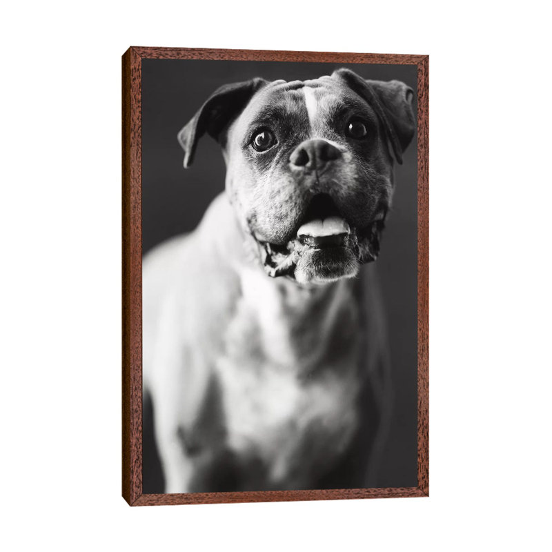 Cassius by Rachael Hale - Print on Canvas, Classic Brown Wood Framed, 101.6 cm H x 66.04 cm W