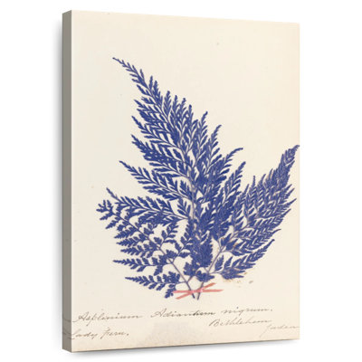 Harnek Botanical Fern II