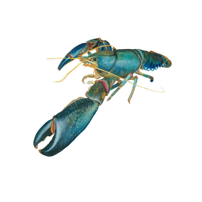 «Lobster II», reproduction d'impression, H 8 po x l 10 po, Toile tendue
