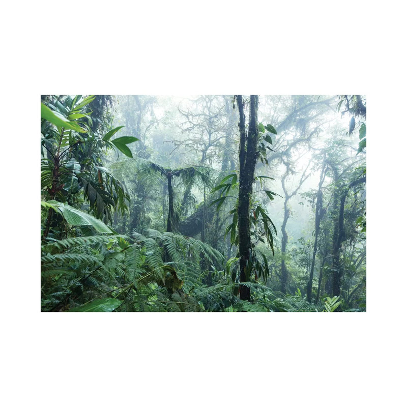 Monteverde Cloud Forest, Costa Rica by Matteo Colombo - Wrapped Canvas Print, 152.5 cm H x 101.5 cm W
