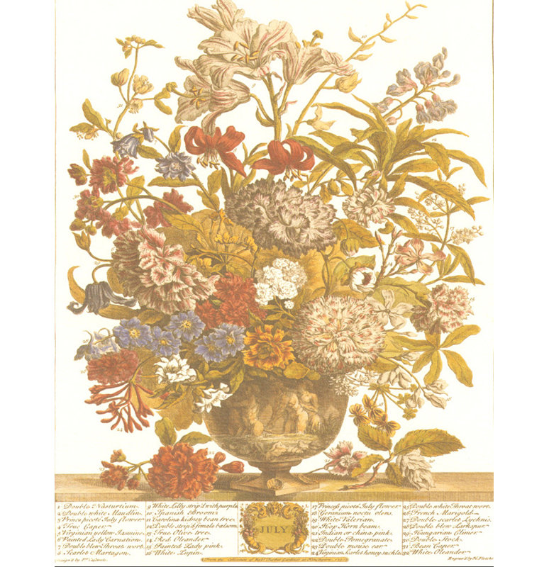 Douze mois de fleurs, 1730 / juillet, H 18 po x l 14 po