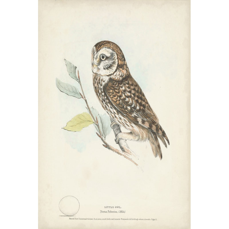 Little Owl by H. L. Meyer -  Painting, 30 cm H x 20 cm W, Black Floater Framed