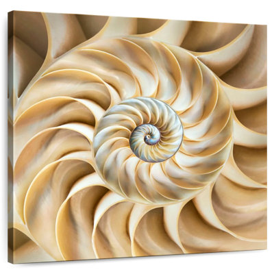 Aletra Nautilus Symmetry