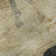 Premium Machine Washable Varroville AMF1717 Animal Rug