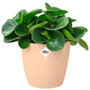 Pot Planter