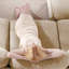 Chenille, canapé modulaire à 3 places, conception en forme de L, ergonomique, chameau ergonomique, canapé, tissu chenille, coussin