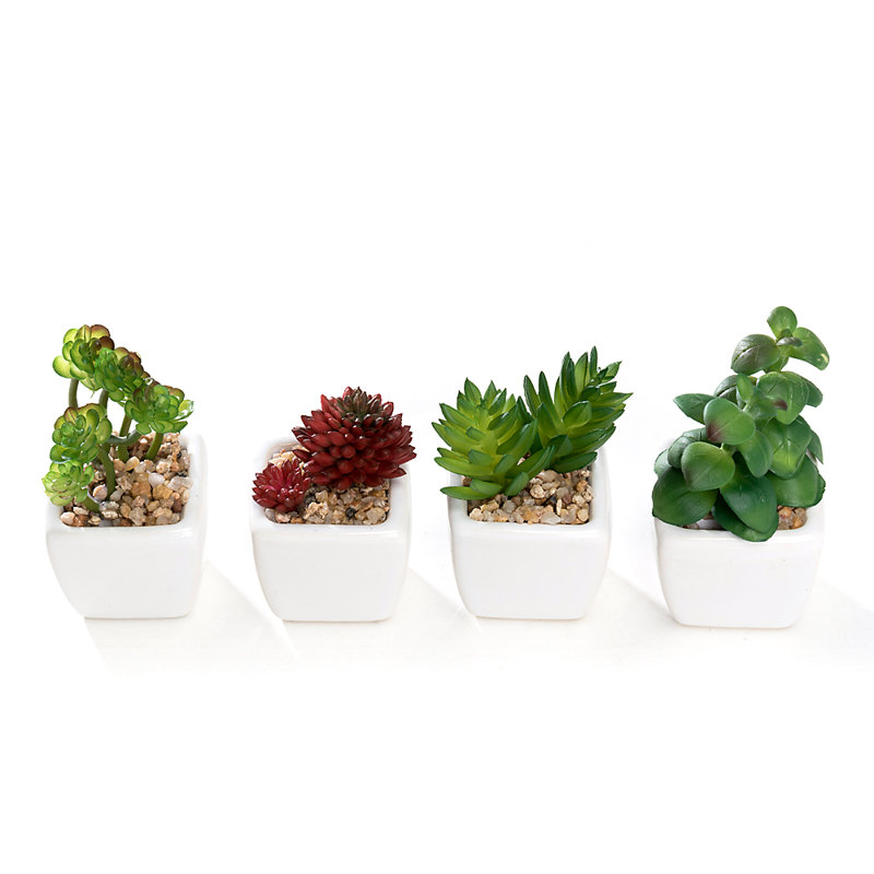 Ensemble de 4 mini plantes grasses artificielles dans des pots en céramique, Blanc