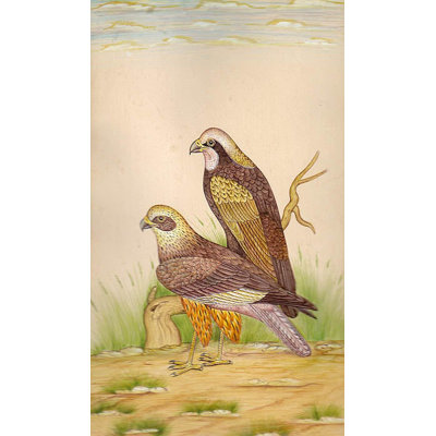 Aquarelle d'oiseaux de proie à la main 4 po x 6,5 po - Art mural rétro ornithologique, paire de faucon et faucon, décor animalier, miniature indienne, Inde exotique