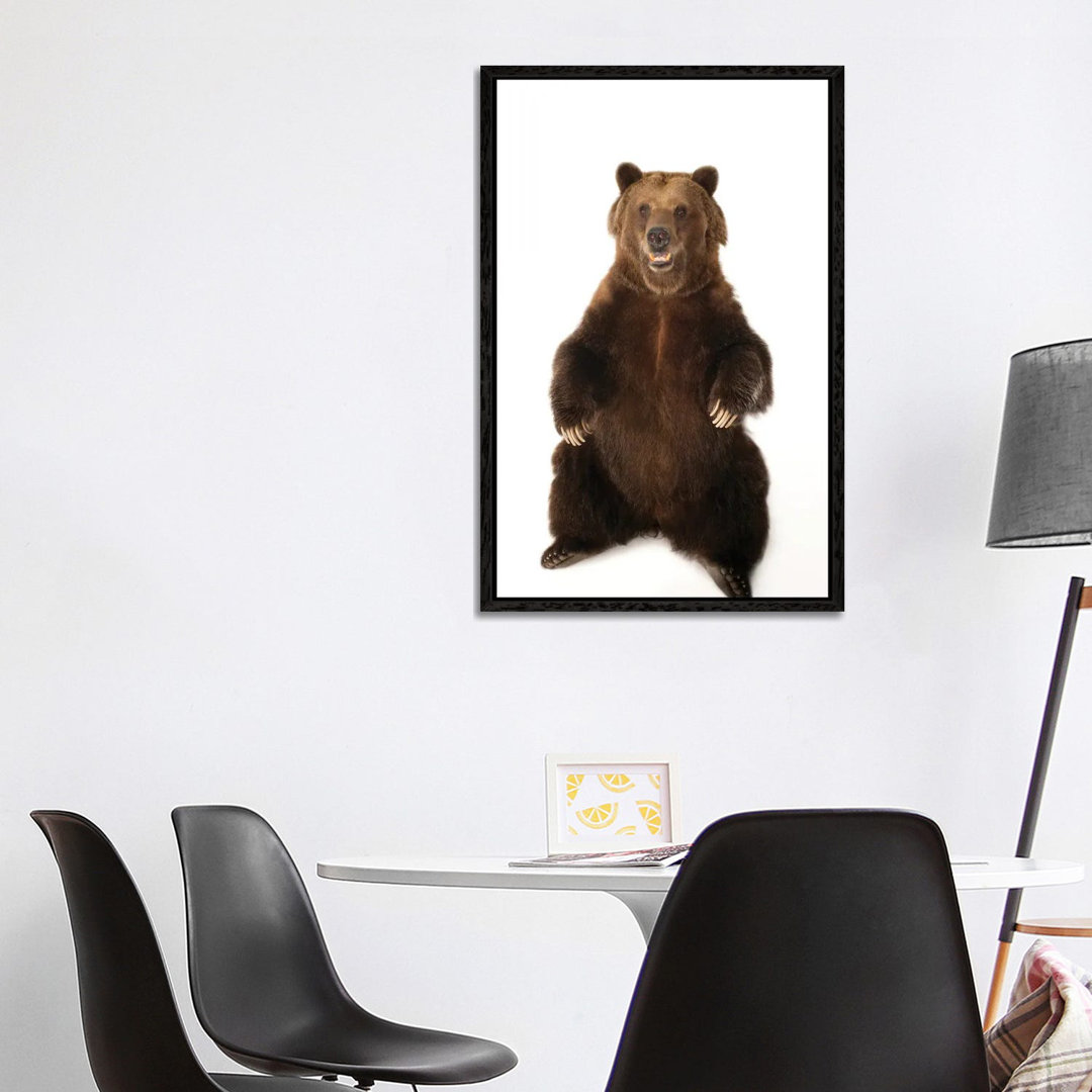 A Federally Threatened Grizzly Bear At Sedgwick County Zoo von Joel Sartore - Gallery-Wrapped Canvas Giclée on Canvas