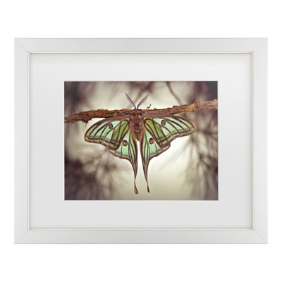 Jimmy Hoffman Mariposa Isabelina