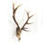Deer Skull Handmade Rustic Landscape & Nature Wall Decor on Resin