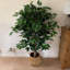 120cm Faux Ficus Tree in Metal Planter-113668803