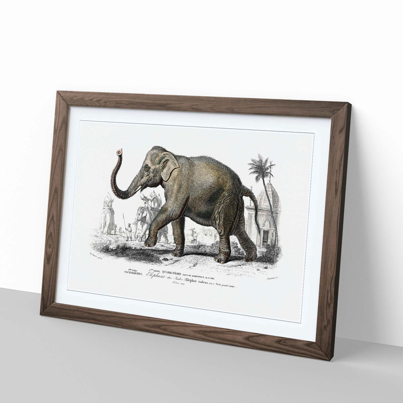 Asian Elephant by Charles D' Orbigny - Single Picture Frame Painting, 45cm H x 63cm W x 2cm D, Walnut