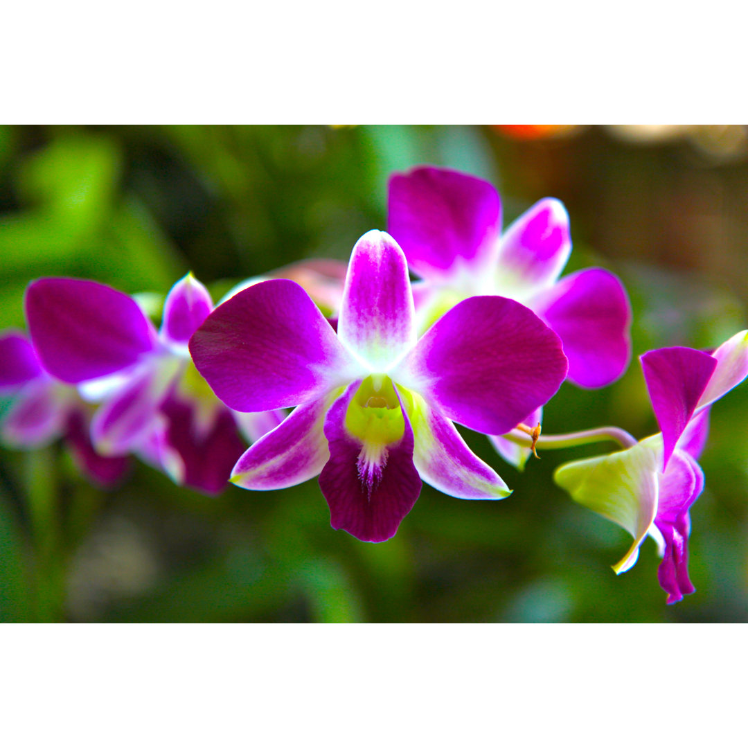 Pink Orchid von JimmyFam - Leinwandbild