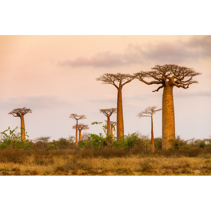 Dondu Soft Colors Baobabs - Photographie sur toile tendue, H 8 po x l 12 po